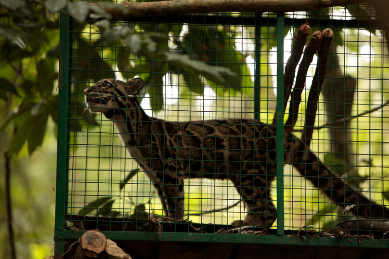 Two clouded leopard cubs, rescued in India during March 2009, that were hand-raised in the first ever attempt to rehabilitate clouded leopards have entered the final stage of rehabilitation where they walk the forests and learn vital skills to survive independently.